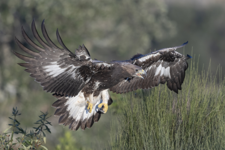 Steinadler_231011_05.jpg