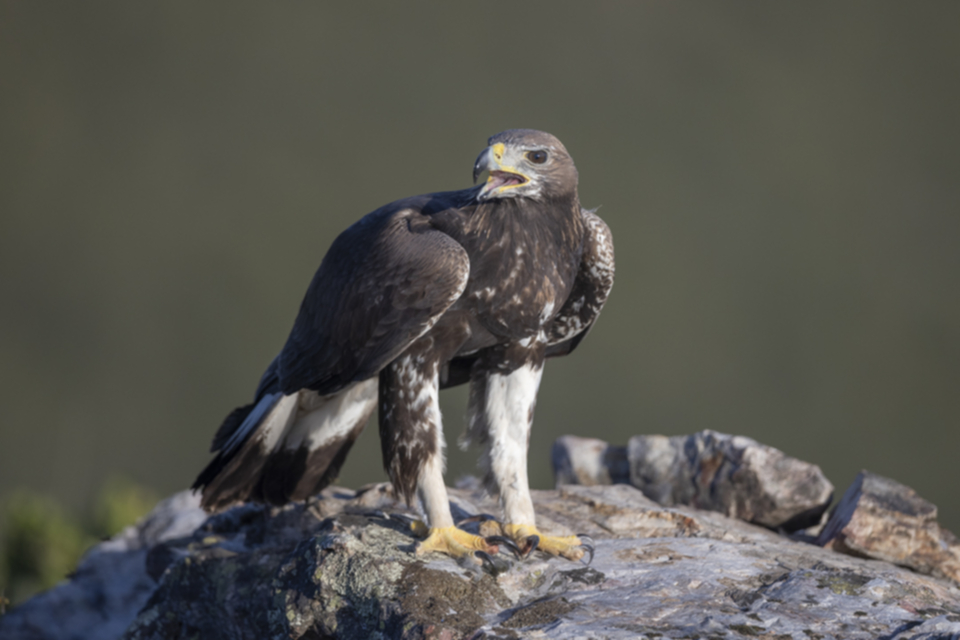 Steinadler_231011_06.jpg