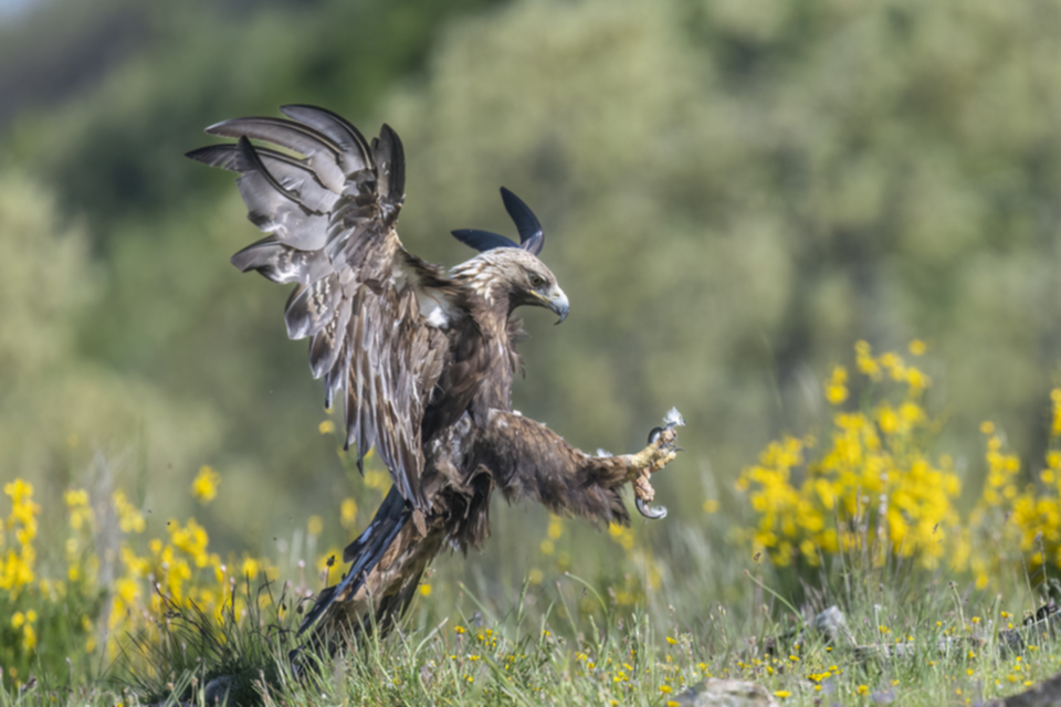 Steinadler_240527_08.jpg