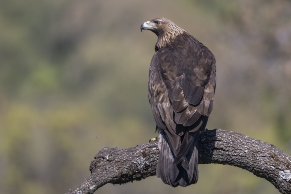 Steinadler_250331_17.jpg