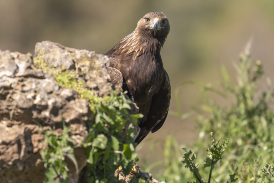 Steinadler_250331_16.jpg