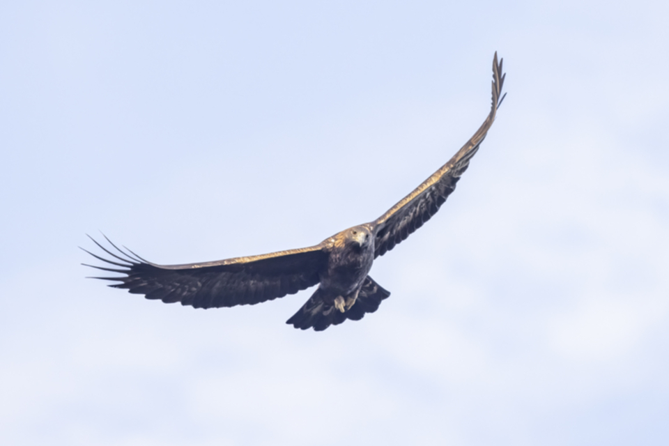 Steinadler_211011_01.jpg