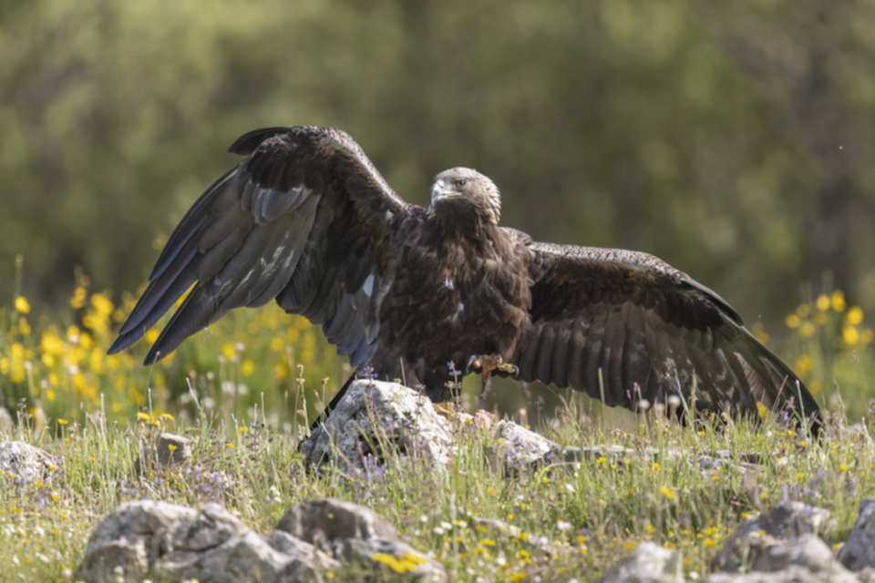 Steinadler_240527_09.jpg