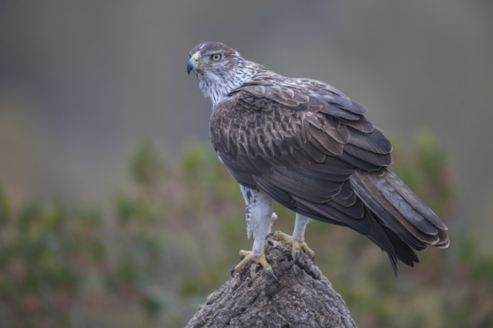 Habichtsadler_180209_15.jpg