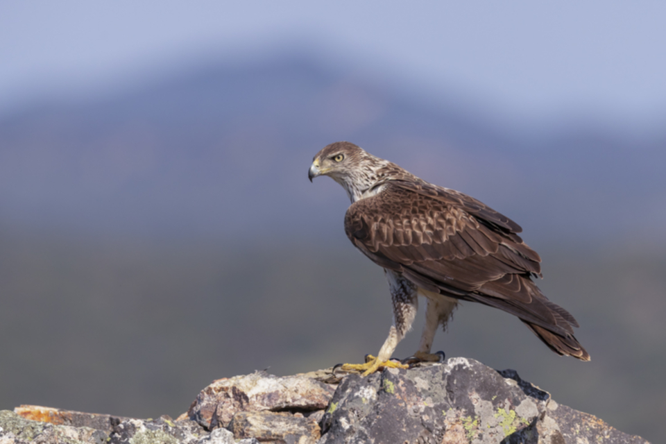 Habichtsadler_190422_01.jpg