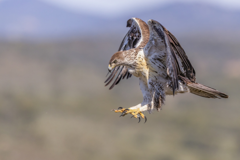 Habichtsadler_190422_07.jpg