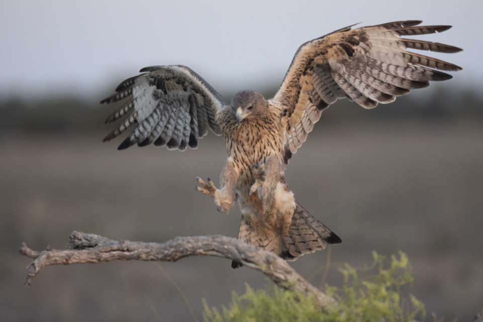 Habichtsadler_231008_05.jpg