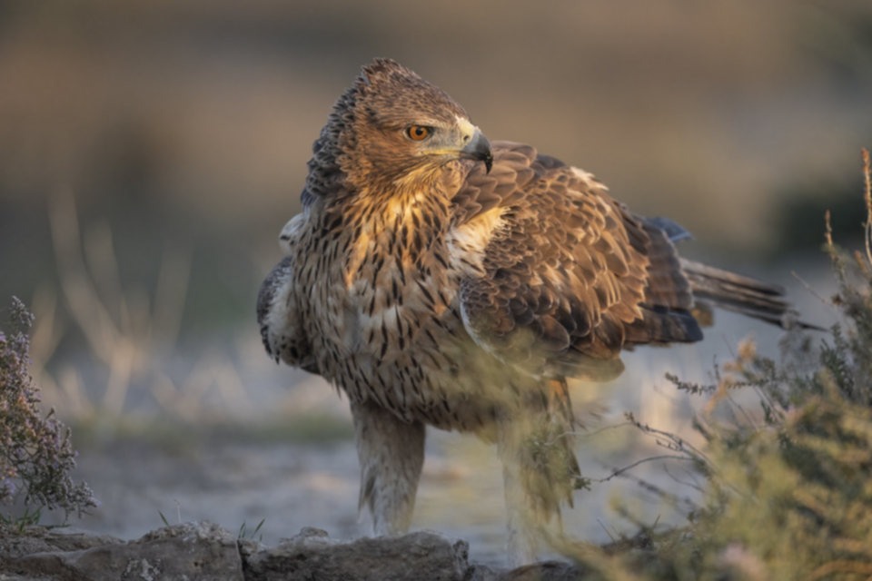 Habichtsadler_231008_10.jpg