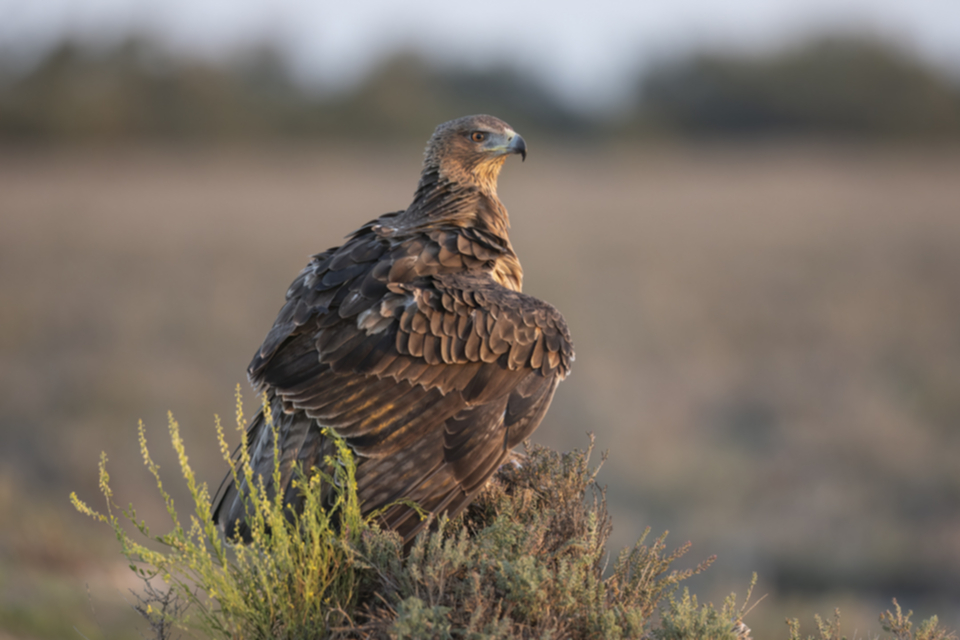 Habichtsadler_231008_06.jpg