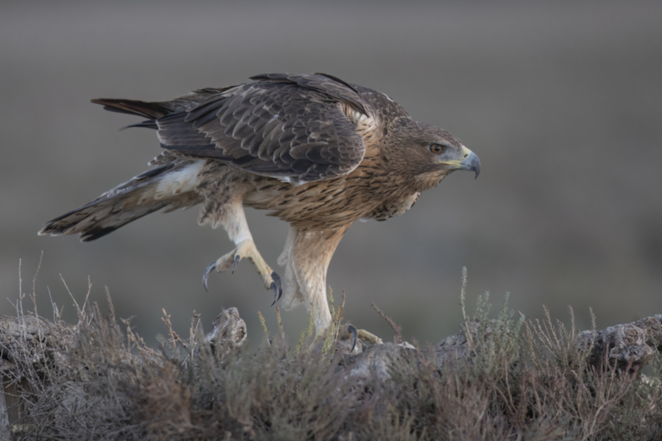 Habichtsadler_231010_02.jpg