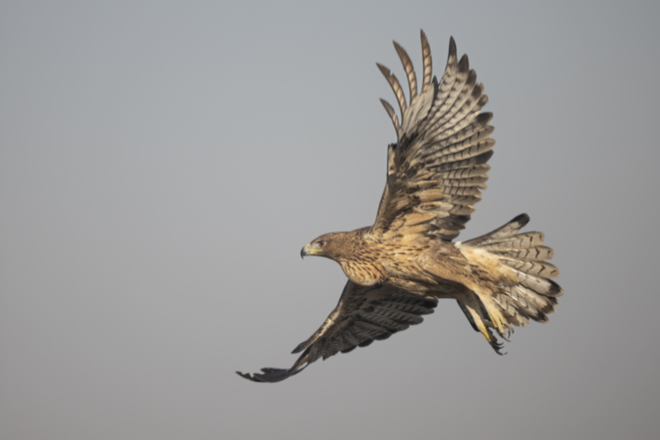 Habichtsadler_231010_16.jpg