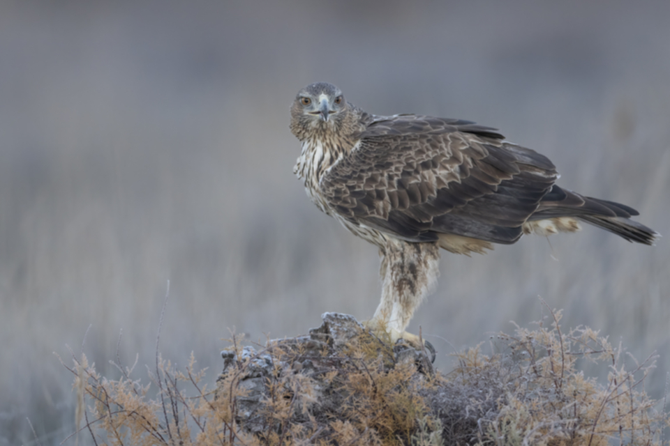 Habichtsadler_241210_12.jpg