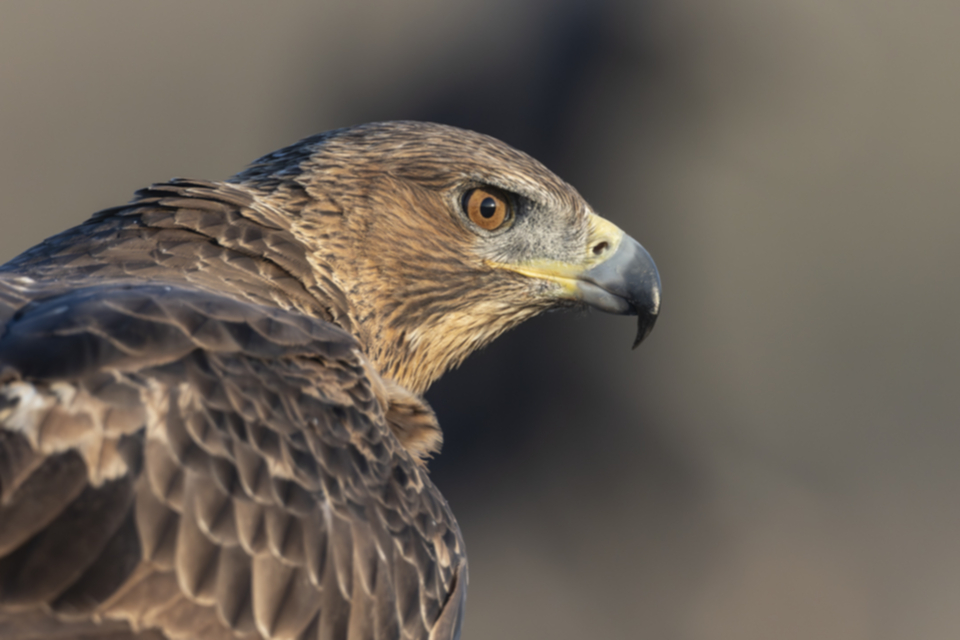 Habichtsadler_231010_04.jpg