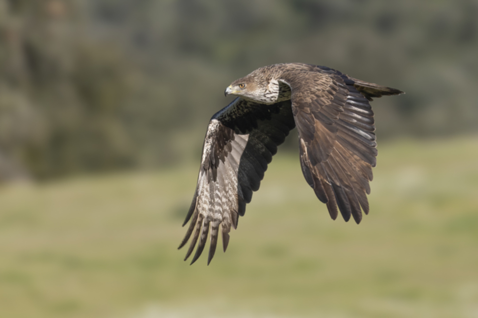 Habichtsadler_250330_08.jpg