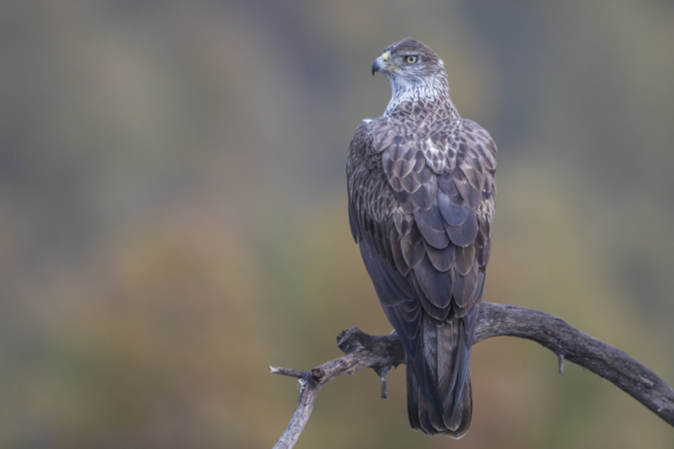 Habichtsadler_180209_13.jpg