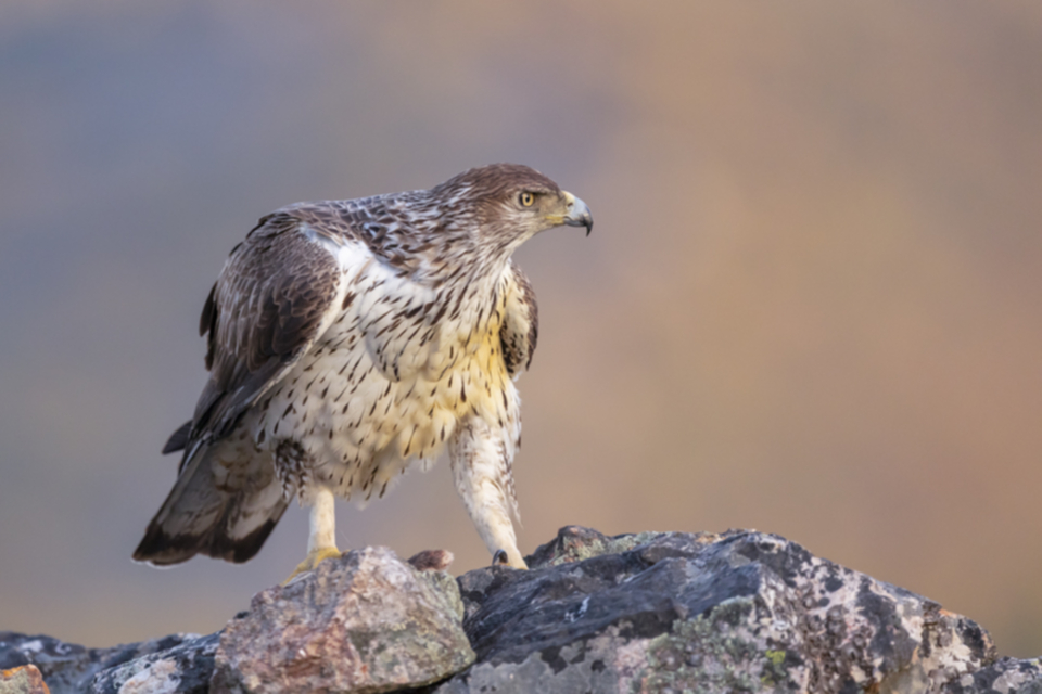 Habichtsadler_190422_14.jpg