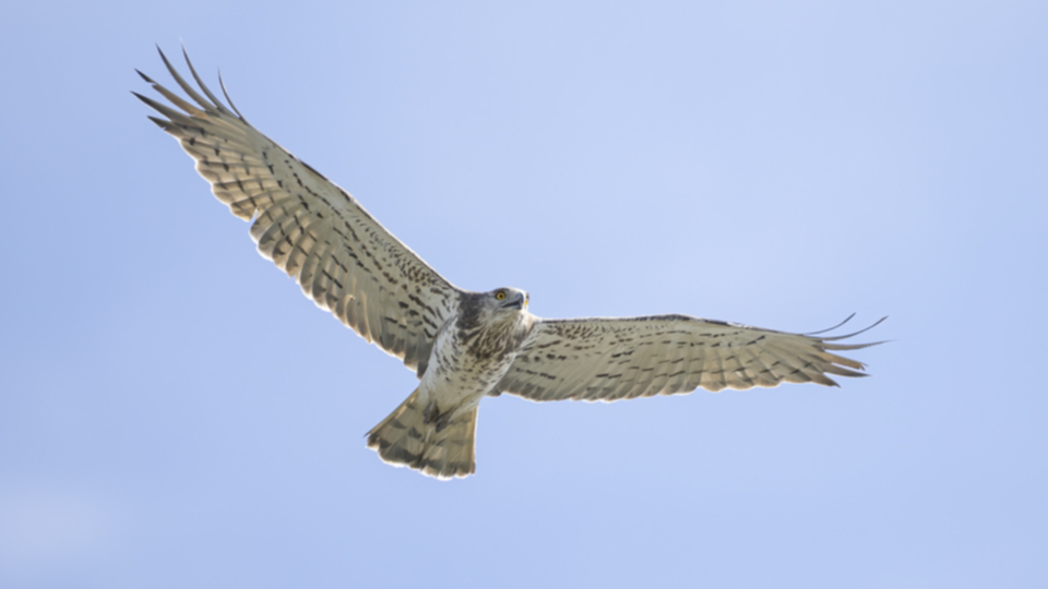 Schlangenadler_230326_01.jpg