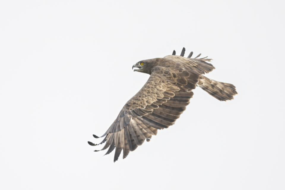 Schlangenadler_240318_03.jpg