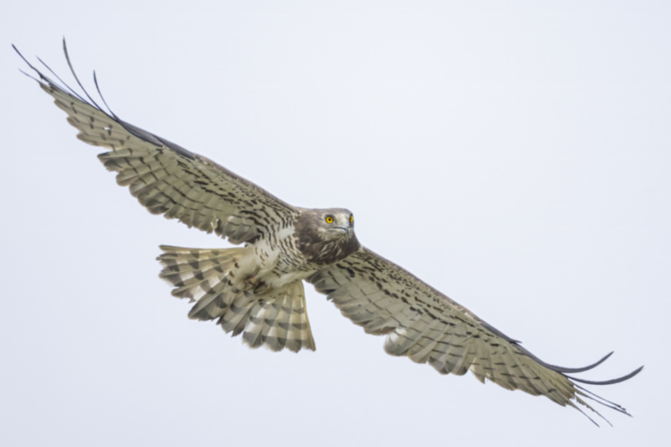 Schlangenadler_240318_04.jpg