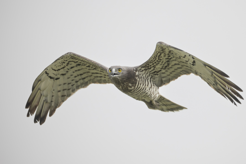 Schlangenadler_240318_06.jpg
