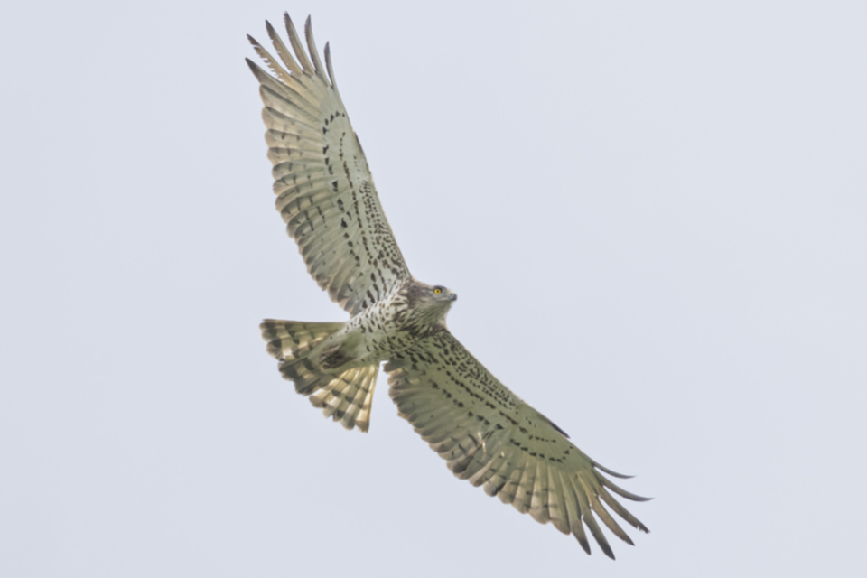 Schlangenadler_240319_09.jpg