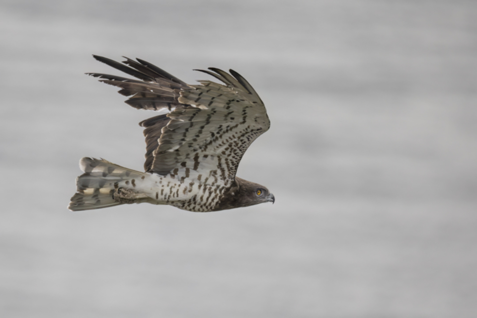 Schlangenadler_240320_10.jpg
