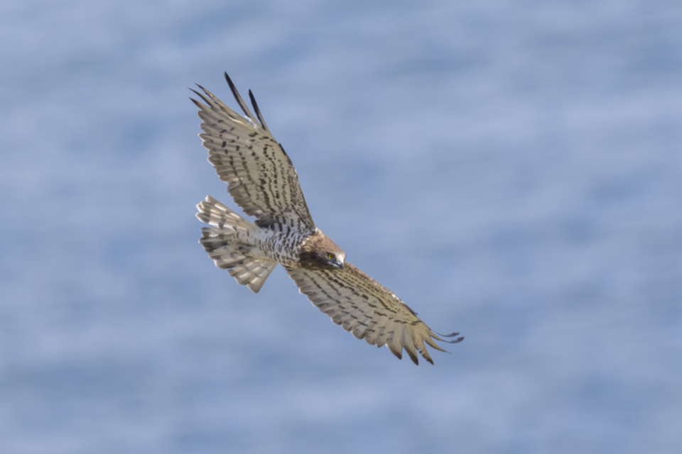 Schlangenadler_250324_12.jpg