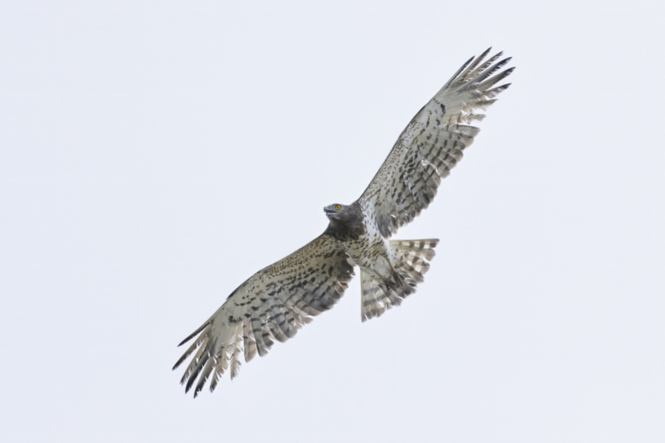 Schlangenadler_250326_13.jpg