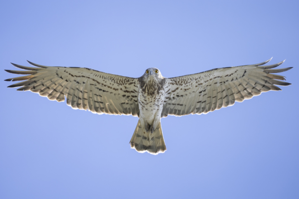 Schlangenadler_230326_02.jpg