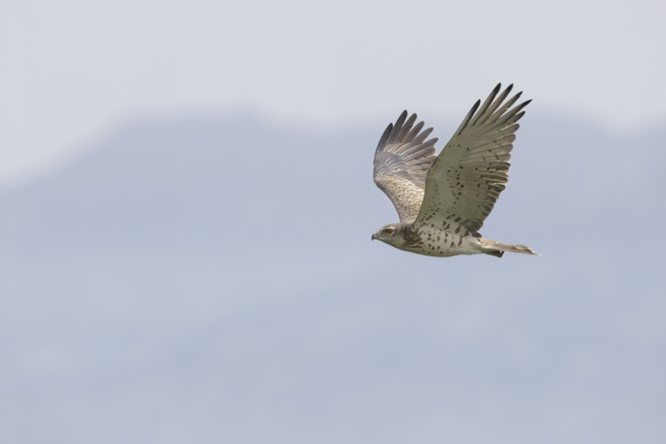 Schlangenadler_240319_08.jpg