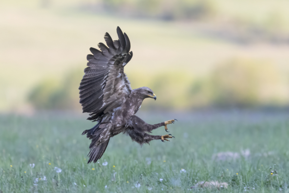 Schreiadler_250501_br_03.jpg