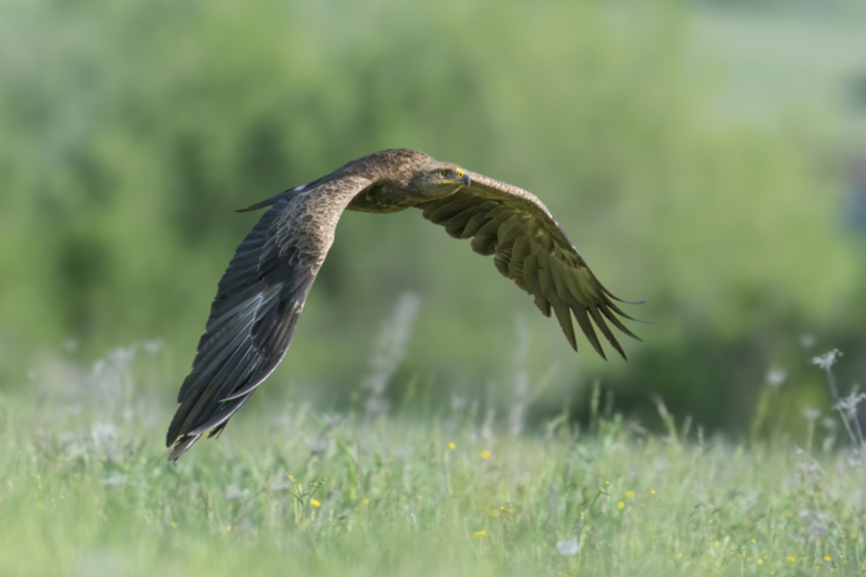 Schreiadler_250501_br_06.jpg