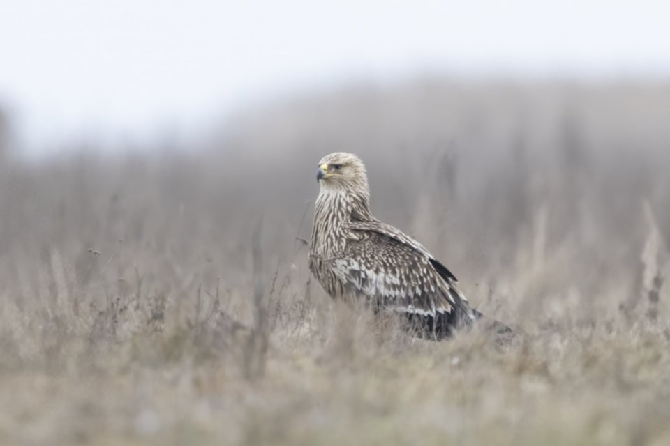 Kaiseradler_250120_03.jpg