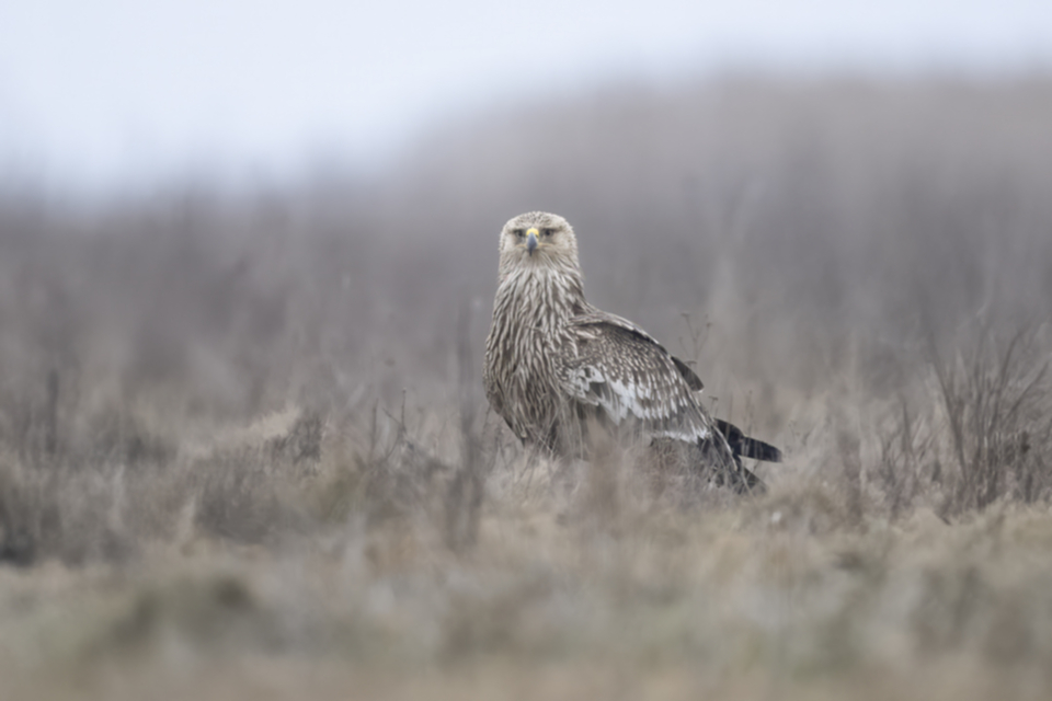 Kaiseradler_250120_04.jpg