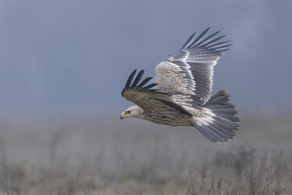 Kaiseradler_250120_05.jpg