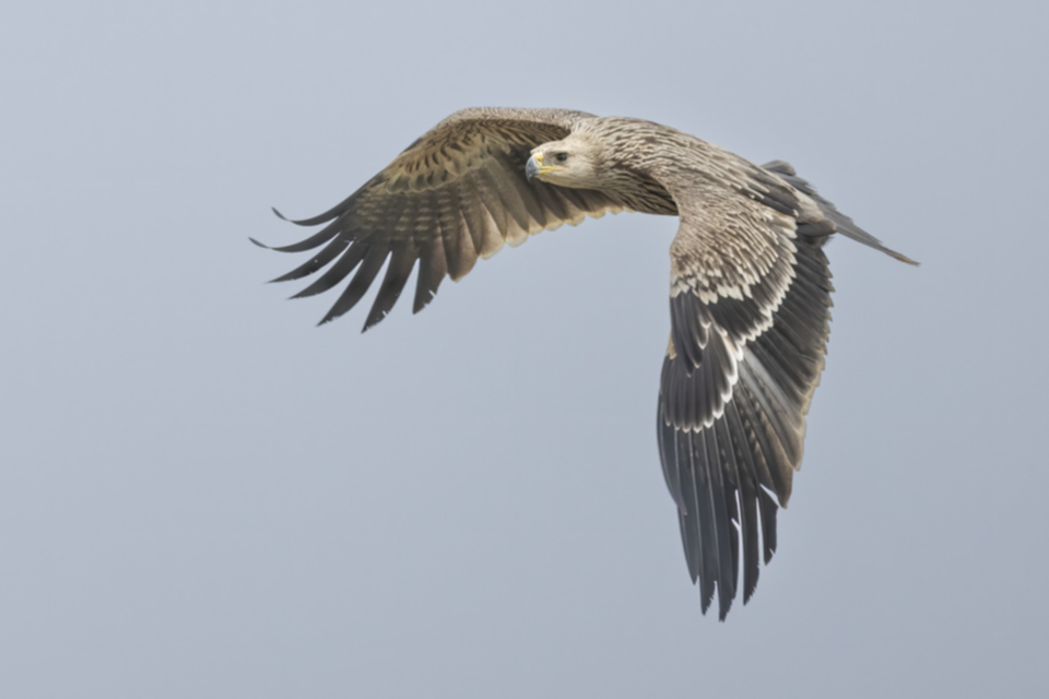 Kaiseradler_250120_07.jpg