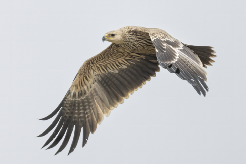 Kaiseradler_250120_08.jpg