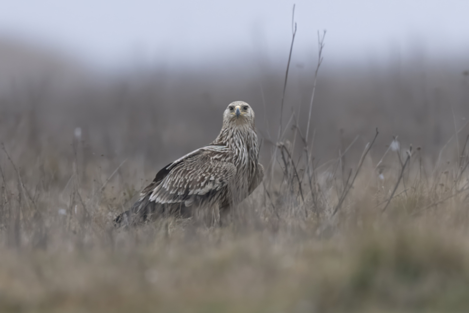 Kaiseradler_250120_11.jpg