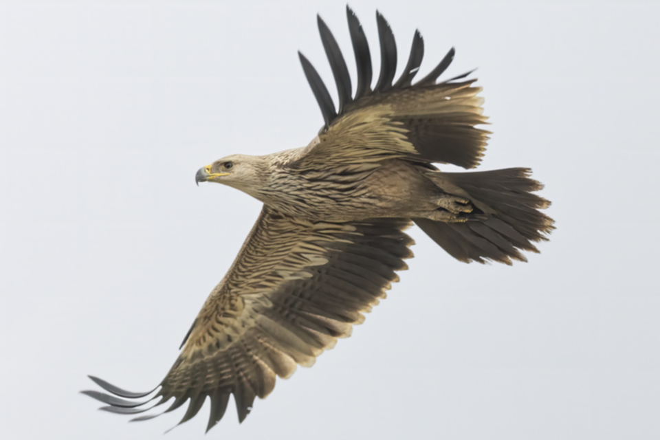 Kaiseradler_250120_10.jpg