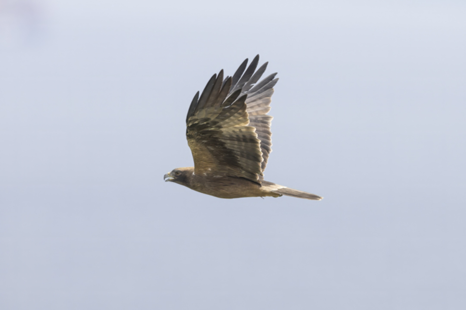 Zwergadler_240319_13.jpg