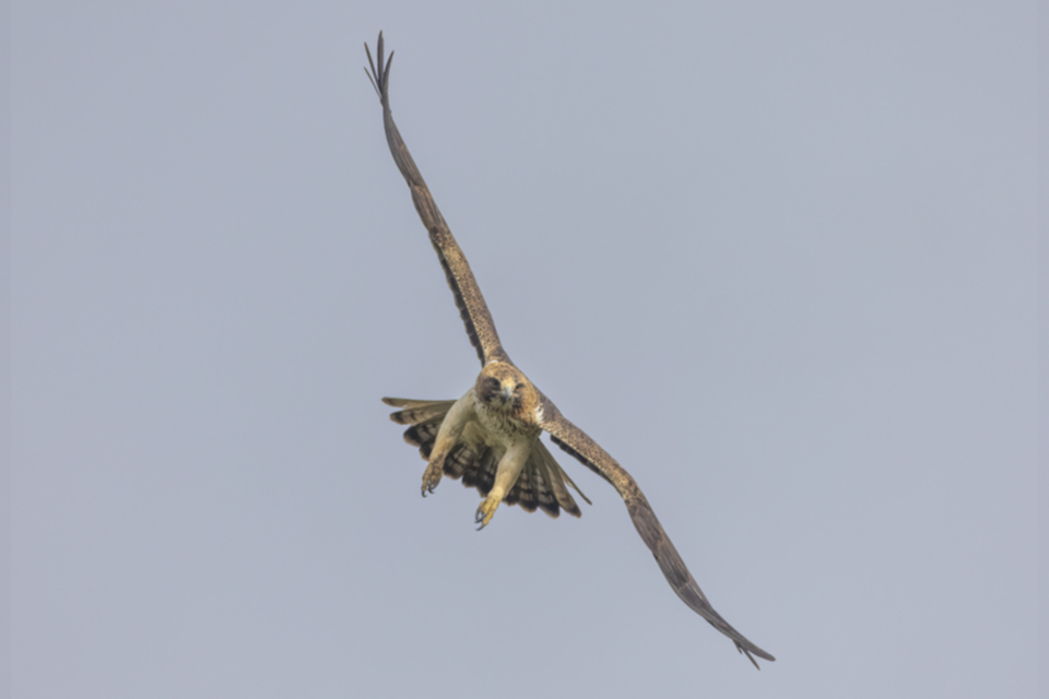 Zwergadler_240319_15.jpg