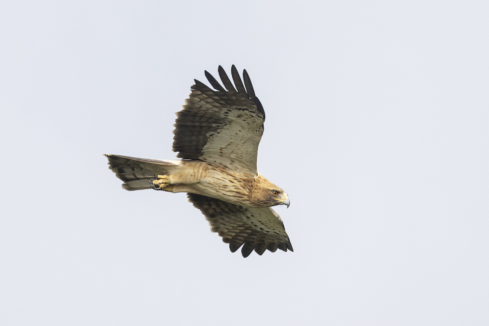Zwergadler_240319_16.jpg