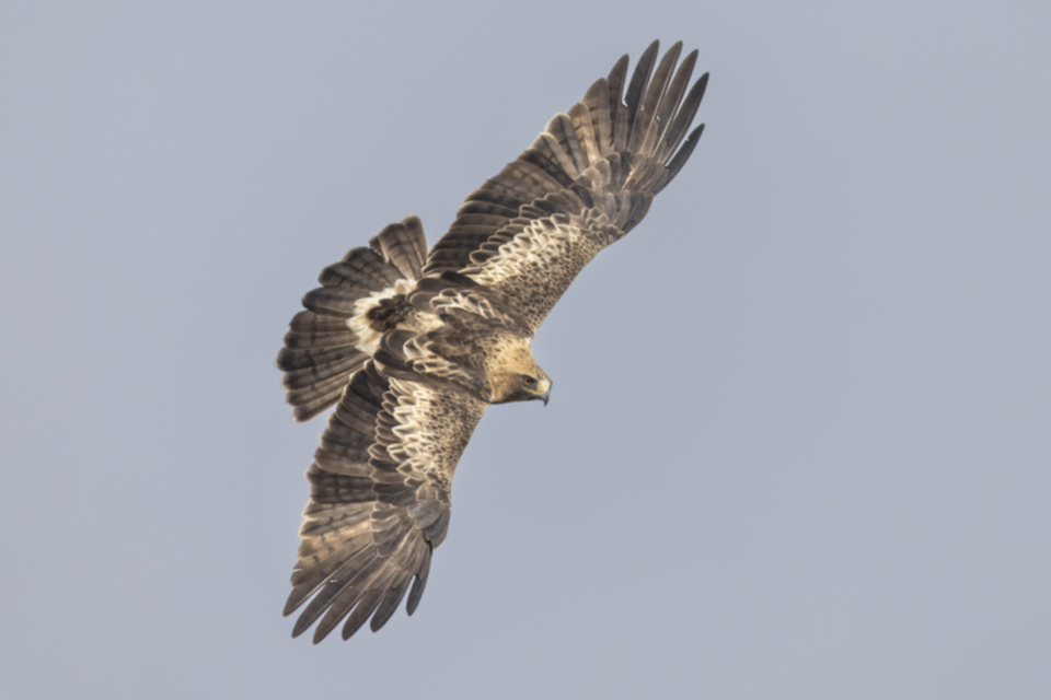 Zwergadler_240319_17.jpg