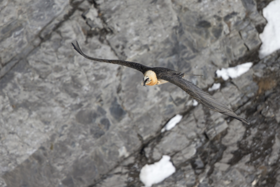 Bartgeier_150107_02.jpg