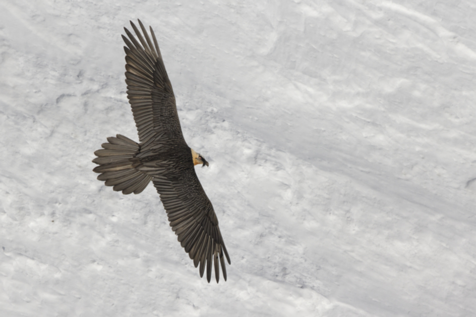Bartgeier_150107_05.jpg