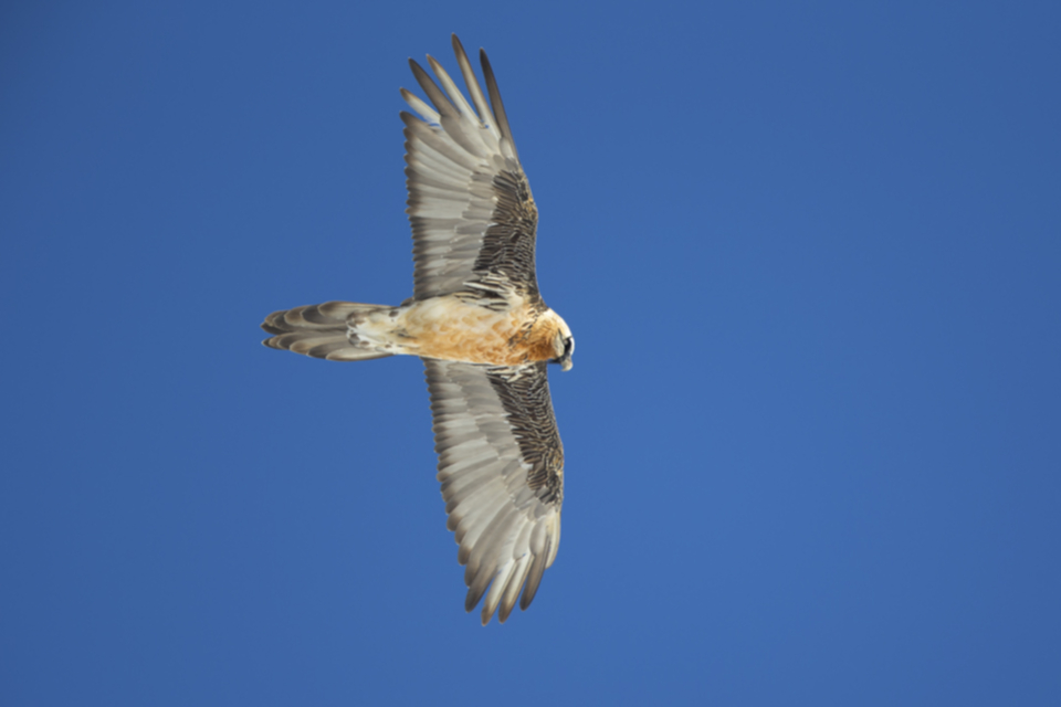 Bartgeier_150107_01.jpg