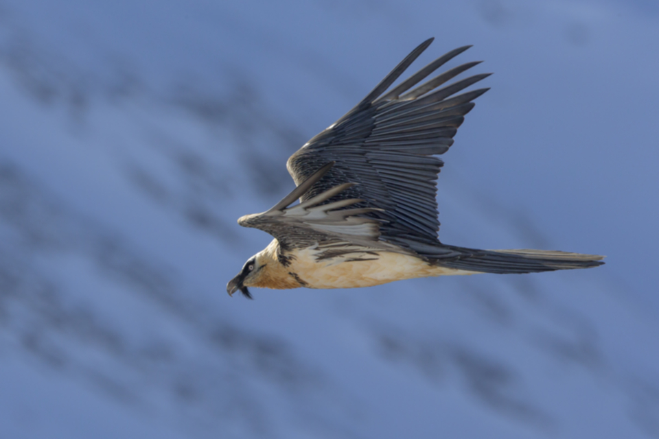 Bartgeier_150107_04.jpg