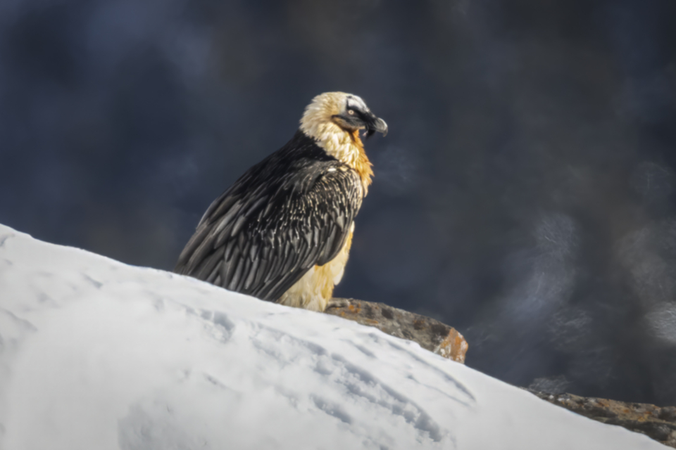 Bartgeier_240112_20.jpg