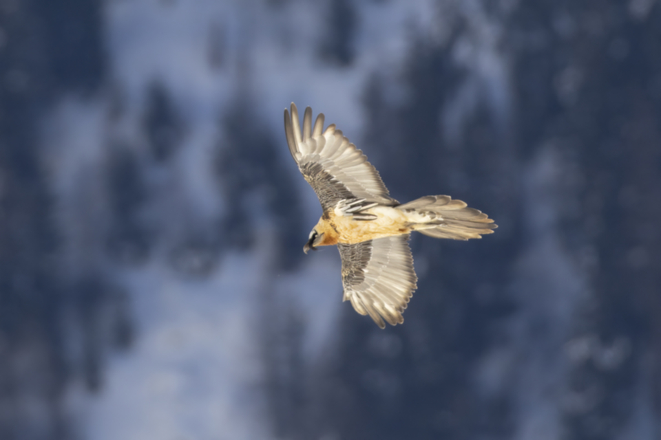 Bartgeier_250204_22.jpg