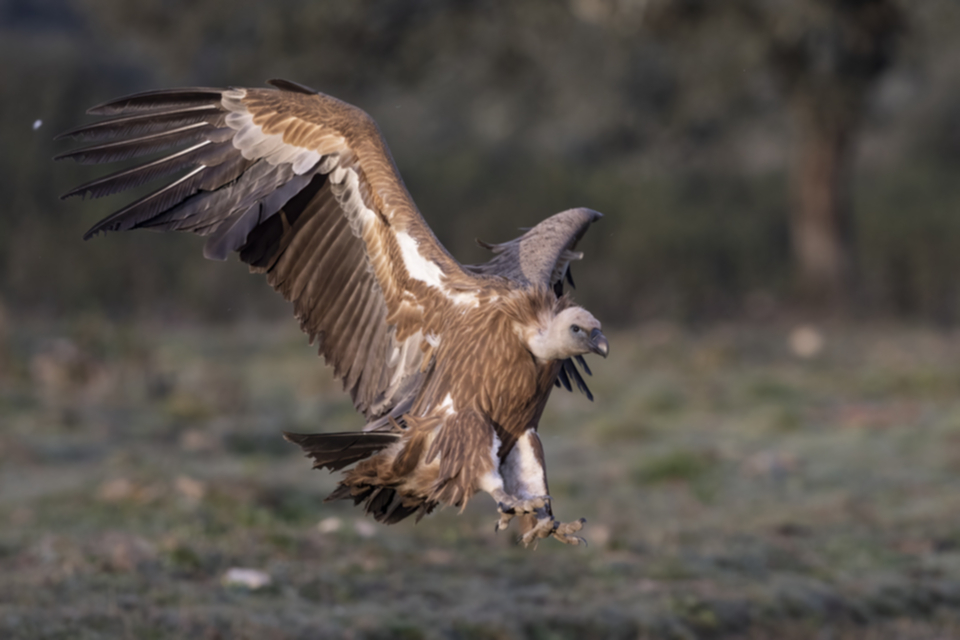 Gaensegeier_220203_24.jpg